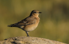 Wheatear / Tapuit (first winter)