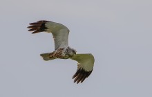 Bruine Kiekendief / Western Marsh Harrier