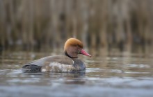 Red-crested pochard / Krooneend - Muiden 20-2-2016