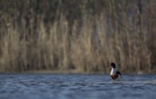 Common shellduck / Bergeend - Huizen, Huizer Pier 27-2-2016