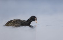 Eurasian coot / Meerkoet - Loosdrecht, Loenderveense Plas 28-2-2016