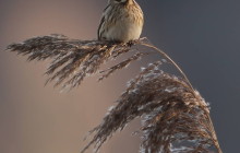 Reed bunting / Rietgors