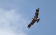 Spanish Imperial Eagle / Spaanse Keizerarend