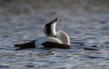 Common Eider / Eidereend