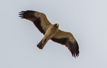 Booted Eagle / Dwergarend