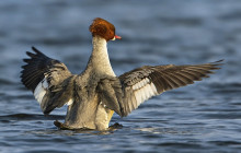 Goosander / Grote zaagbek