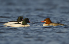 Goosander / Grote zaagbek