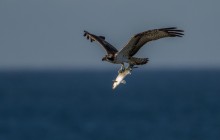 Osprey / Visarend