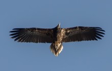 Egyptian Vulture / Aasgier juv.