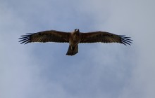 Bonelli Eagle / Havikarend