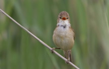 Eurasian reed warbler / Kleine karekie