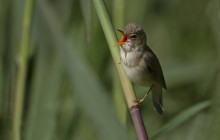 Marsh warbler / Bosrietzanger