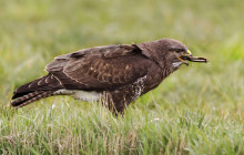 Common Buzzard / Buizerd