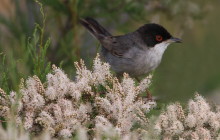 Kleine zwartkop / Sardinian warbler