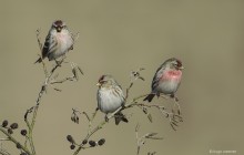 Grote barmsijs