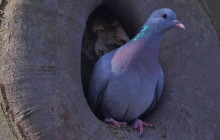 Stock dove / Holenduif