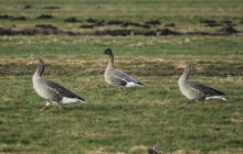 Kleine Rietgans temidden van Grauwe Ganzen