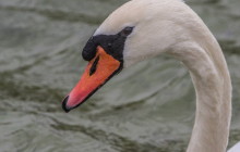 Knobbelzwaan
