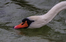 Knobbelzwaan