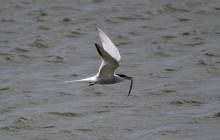 Visdief op Texel