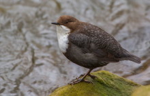 Zwartbuikwaterspreeuw in Twente