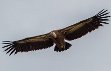 Griffon vulture - Vale Gier