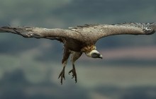 Griffon vulture - Vale Gier
