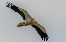 Egyptian Vulture / Aasgier adult