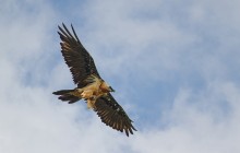 Bearded Vulture / Lammergeier - Lammergier