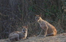 Golden jackal