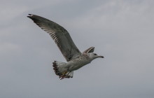 Caspian Gull / Pontische meeuw (2de winter)