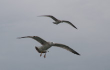 Caspian Gull / Pontische meeuw (2de winter) & Herring gull / Zilvermeeuw