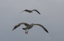 Caspian Gull / Pontische meeuw (2de winter)& Herring gull / Zilvermeeuw 