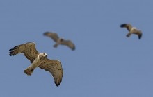 Short-toed Snake Eagle and Booted eagle / Slangenarend en Dwergarend