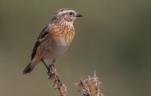 Paape / Whinchat