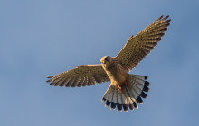 Kestrel / Torenvalk vrouw