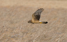 Hen Harrier / Blauwe Kiekendief vrouw