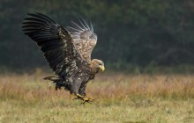 White tailed eagle - Zeearend