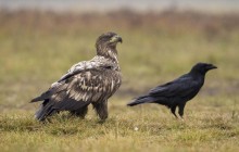 White tailed eagle - Zeearend