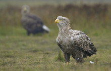 White tailed eagle - Zeearend