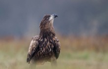 White tailed eagle - Zeearend