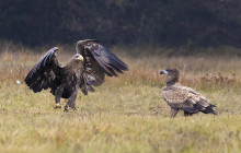 White tailed eagle - Zeearend