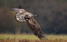 White tailed eagle - Zeearend