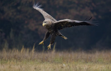 White tailed eagle - Zeearend