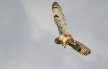 Short Eared Owl / Velduil