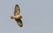 Short Eared Owl / Velduil