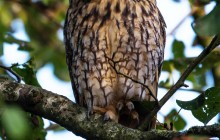 Long-eared Owl / Ransuil