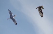 Blackheaded Gull & Short Eared Owl / Kokmeeuw & Velduil
