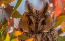 Long-eared Owl / Ransuil