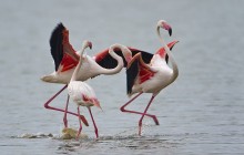 Flamingo / Greater Flamingo / Flamant rose